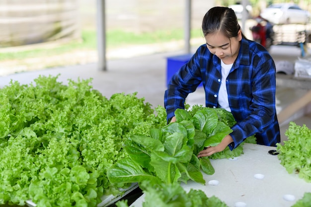Женщина-фермер ухаживает за овощным участком гидропоники органическими овощами