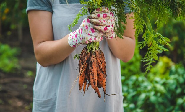 Farmer woman harvests carrots in the garden Selective focus