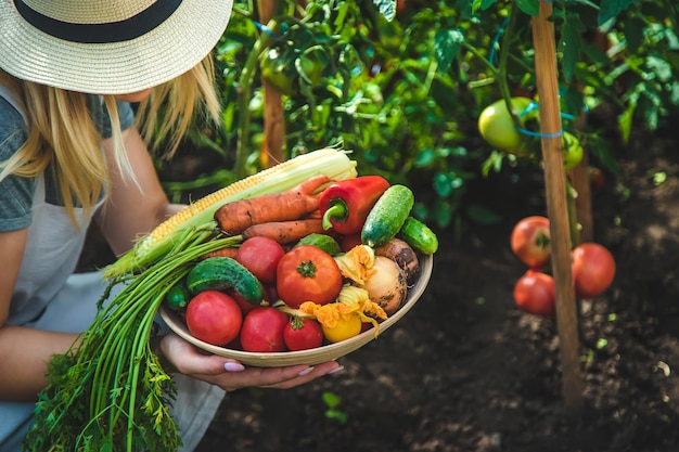 Foto la donna dell'agricoltore raccoglie le verdure nel giardino messa a fuoco selettiva