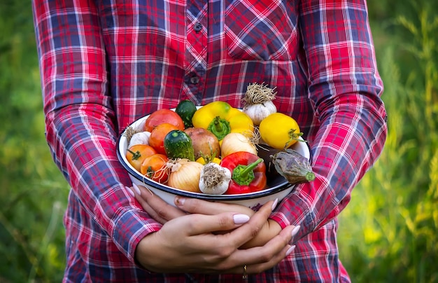 Farmer woman holding fresh vegetables from the farm carrots cucumbers radishes corn garlic and peppers in hands