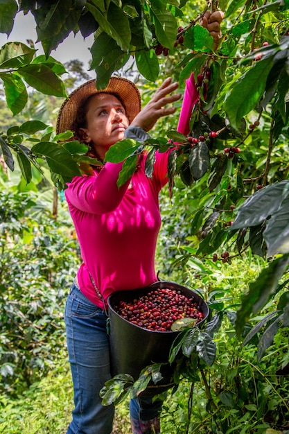 Farmer woman picking her Colombian coffee on the farm