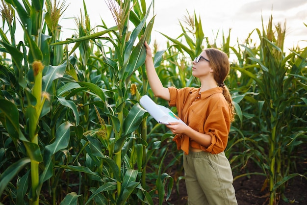 Farmer woman stands in field inspects green corn plantation Agricultural industry Harvest care