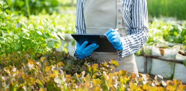 농업 활동 온실 개념에서 필드 기술 응용에서 디지털 태블릿 컴퓨터를 사용하는 농부 여성