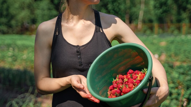 Foto donna contadina con secchio di fragole fresche biologiche in campo durante il raccolto