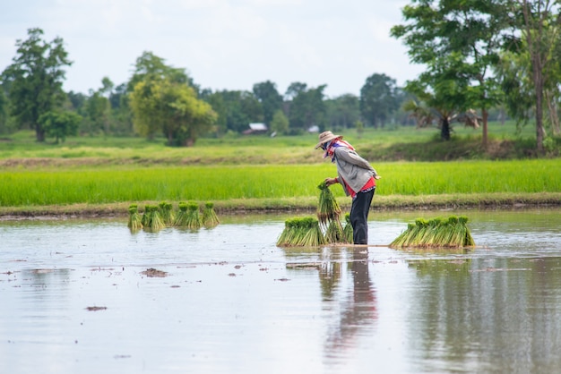 Farmer woman with rice cultivation