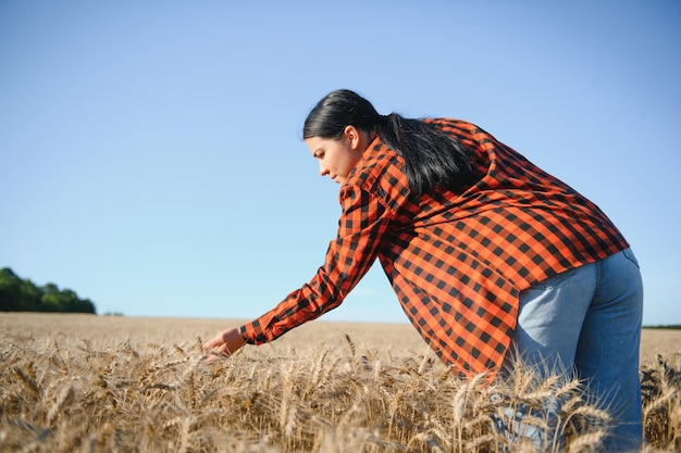 Donna di agricoltore che lavora nel campo di grano al tramonto donna d'affari di agricoltore agricoltore esamina la compressa nel campo di grano tecnologi e gadget moderni in agricoltura donna d'affari che lavora nel campo