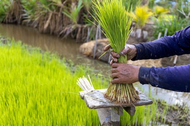 Lavoro contadino. l'agricoltore sta preparando le piantine di riso con messa a fuoco morbida e luce sullo sfondo