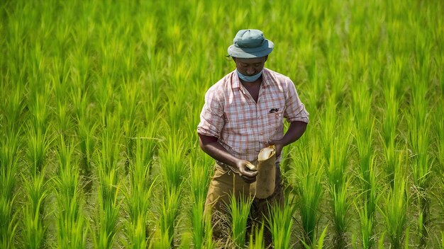 Farmer work in rice field