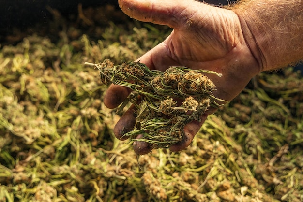 Farmer Worker shows Marijuana buds Organic Cannabis Sativa fabric