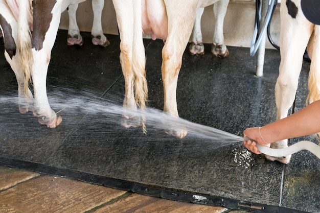 Agricoltore che lavora per pulire le mucche. messa a fuoco selettiva