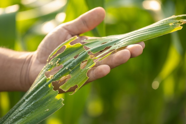 農夫はトウモロコシで働き、植え付け後にトウモロコシの葉を食べるアブラムシやミミズについて農場で問題をチェックします。ビジネスと農業のコンセプト