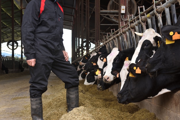 Farmer working on a cow farm