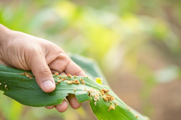 Photo farmer working in the field of corn tree and research or checking problem about aphis or worm eating on corn leaf after planting