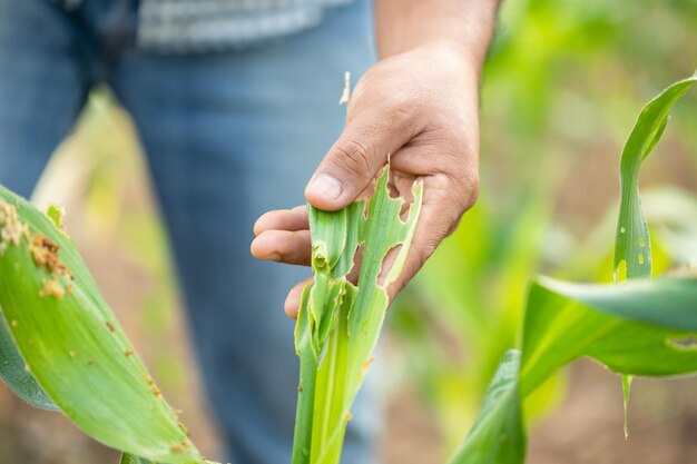 Photo farmer working in the field of corn tree and research or checking problem about aphis or worm eating on corn leaf after planting