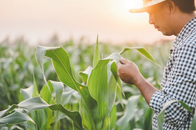 Farmer working in the field of corn tree and research or checking problem about aphis or worm eating on corn leaf after planting