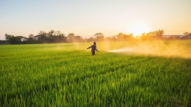 Agricoltore che lavora nel campo e spruzza prodotti chimici o fertilizzanti al giovane campo di riso al tramonto