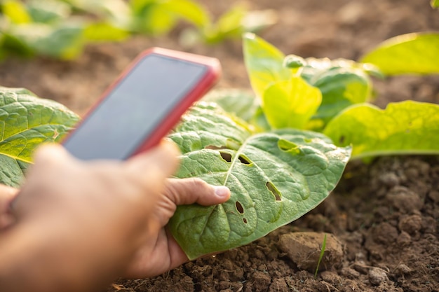 Agricoltore che lavora nel campo del tabacco e ricerca o controlla il problema dell'afide o del verme che mangia sulla foglia di tabacco dopo la semina