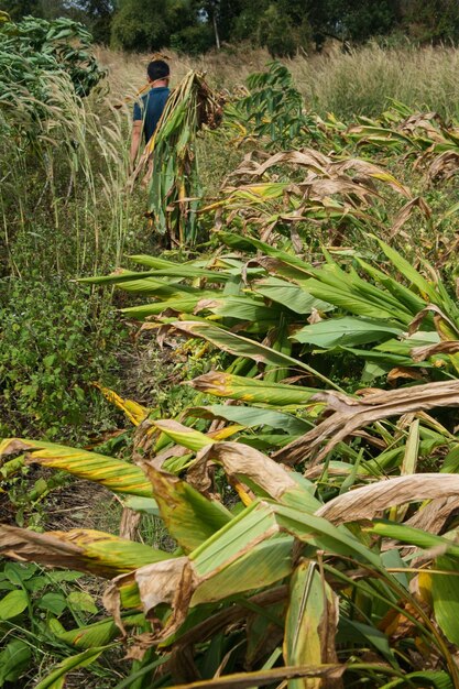 Farmer working at green turmeric agriculture field.