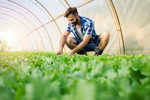 Farmer working in organic farm and producing vegetables.