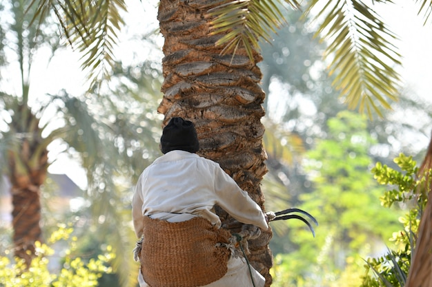 Agricoltore che lavora alla stagione del raccolto delle palme da datteri di palm