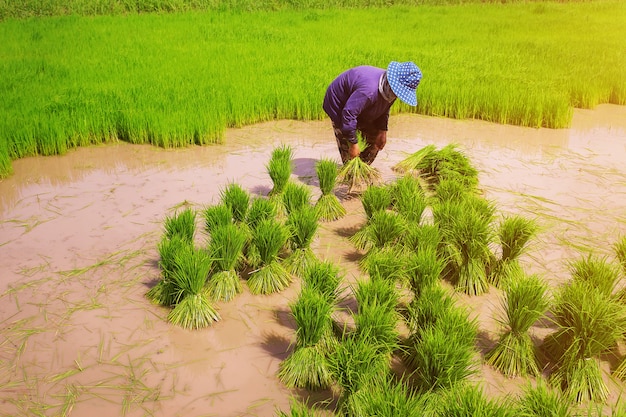 Farmer working on rice field at countryside