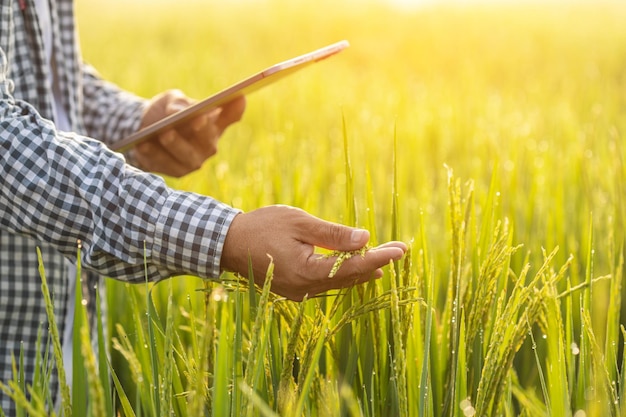 Farmer working in the rice field Man using digital tablet to examining planning or analyze on rice plant after planting Agriculture business concept