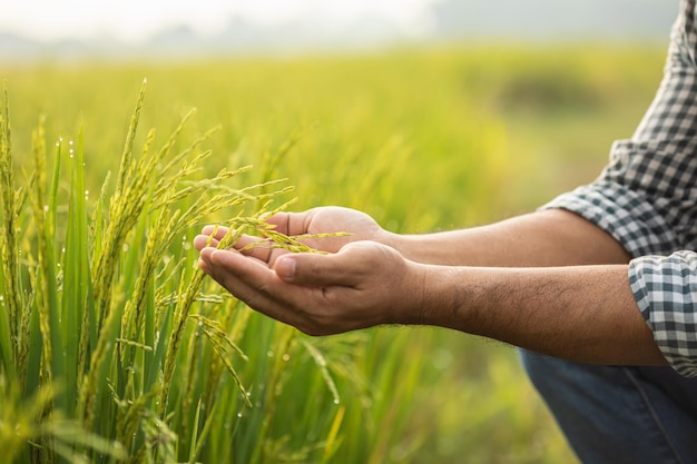 Farmer working in the rice field Man using his hand to examining planning or analyze on rice plant after planting Agriculture business concept