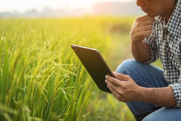 Farmer working in the rice field Man using using digital tablet to examining planning or analyze on rice plant after planting Agriculture business concept