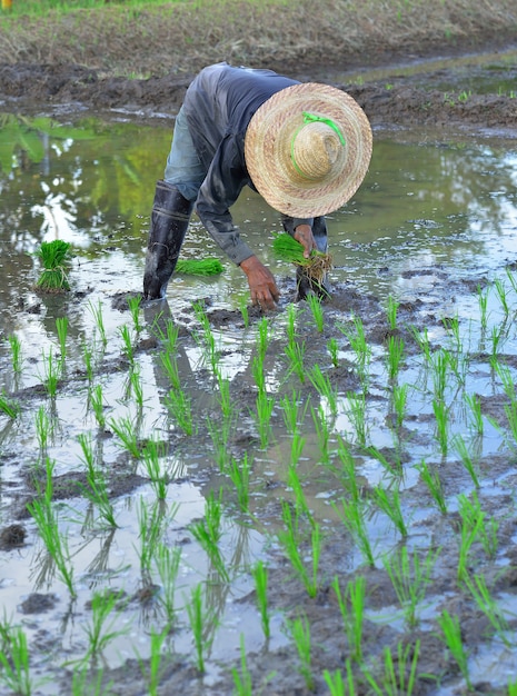 Farmer working in a rice field