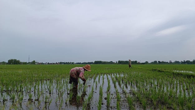 A farmer working in a rice field