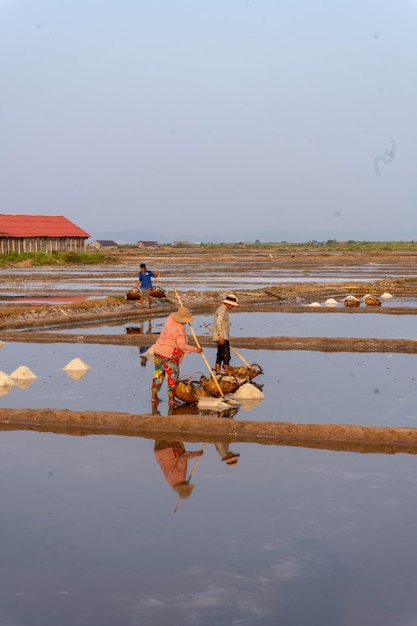 Farmer working in the rice fields at sunset in Kampot CambodiaxA