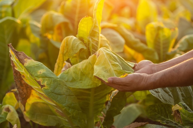 Farmer working in the tobacco field Man is examining and using digital tablet to management planning or analyze on dead tobacco plant after planting Technology for agriculture Concept