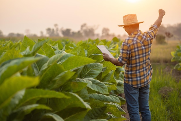 Farmer working in the tobacco field Man is examining and using digital tablet to management planning or analyze on tobacco plant after planting Technology for agriculture Concept