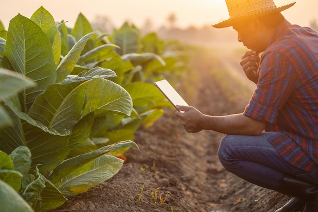 Agricoltore che lavora nel campo del tabacco l'uomo sta esaminando e utilizzando la tavoletta digitale per la pianificazione della gestione o l'analisi sulla pianta del tabacco dopo aver piantato tecnologia per il concetto di agricoltura