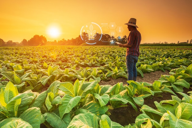 Farmer working in tobacco field and using digital tablet showing smart farming interface icons and light flare sunset effect Smart and new technology for agriculture business concept