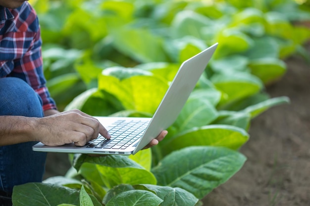 Farmer working in the young tobacco field Man using digital laptop to planning management examining or analyze young tobacco after planting Smart farming Technology for agriculture Concept