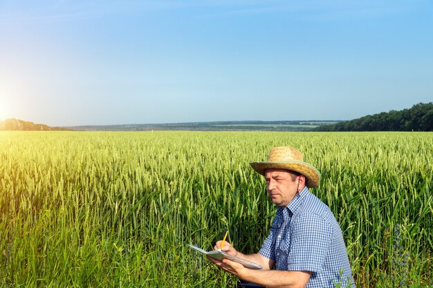 A farmer writes a plan for growing wheat in the field. The idea of caring for a plantation for a good harvest.