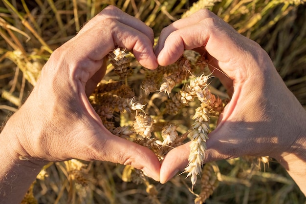 The farmer39s hands folded in the form of a heart hold ears of wheat rye in a wheat rye field A man39s hand holds ripe ears of cereals on background of a grain field View from above Harvest concept