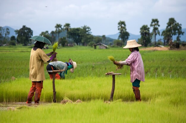 Farmer