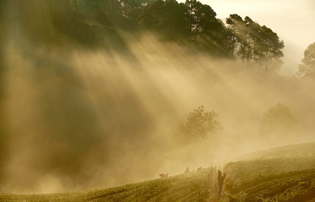 Farmers are collecting strawberry in strawberry field in a foggy morning