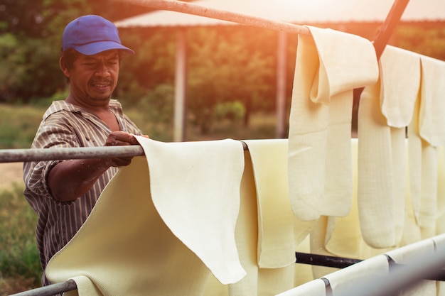 Farmers are drying rubber sheet.