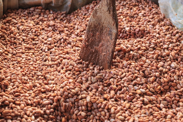 농부들은 초콜릿을 만들기 위해 코코아 콩을 발효시키고 있습니다.