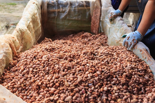 Gli agricoltori stanno fermentando le fave di cacao per fare il cioccolato.