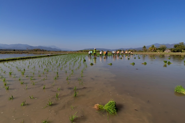 Gli agricoltori stanno coltivando riso con un modo antico