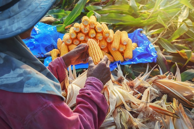 Farmers are harvesting corn on his farm.