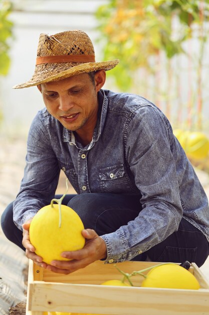 Farmers are harvesting melons in greenhouses and non-chemical insecticides. To deliver to customers
