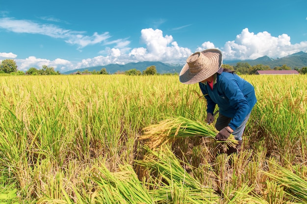 Фото Фермеры собирают рис под жарким солнцем: нан, таиланд, 25 октября 2018 года