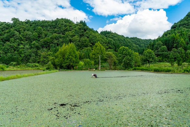 農家は畑で湖の野菜を収穫しています