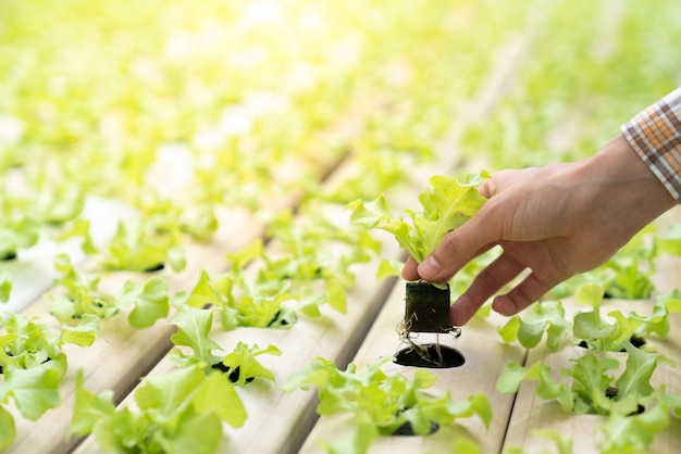 農民は水耕野菜苗をレール野菜の所定の場所に植えています