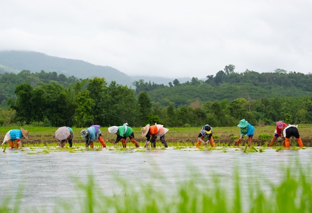 Farmers are planting rice in the farm. Farmers bend to grow rice.Agriculture in asia.